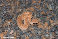 Cerastes vipera