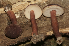 Gyroporus purpurinus