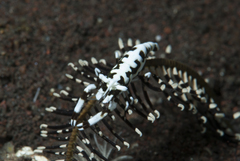 Laomenes amboinensis