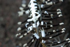 Laomenes amboinensis