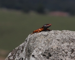 Pseudocordylus melanotus