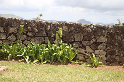 Eucomis image