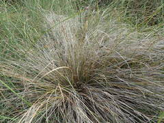 Carex testacea