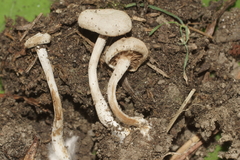 Entoloma undatum