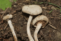 Entoloma undatum