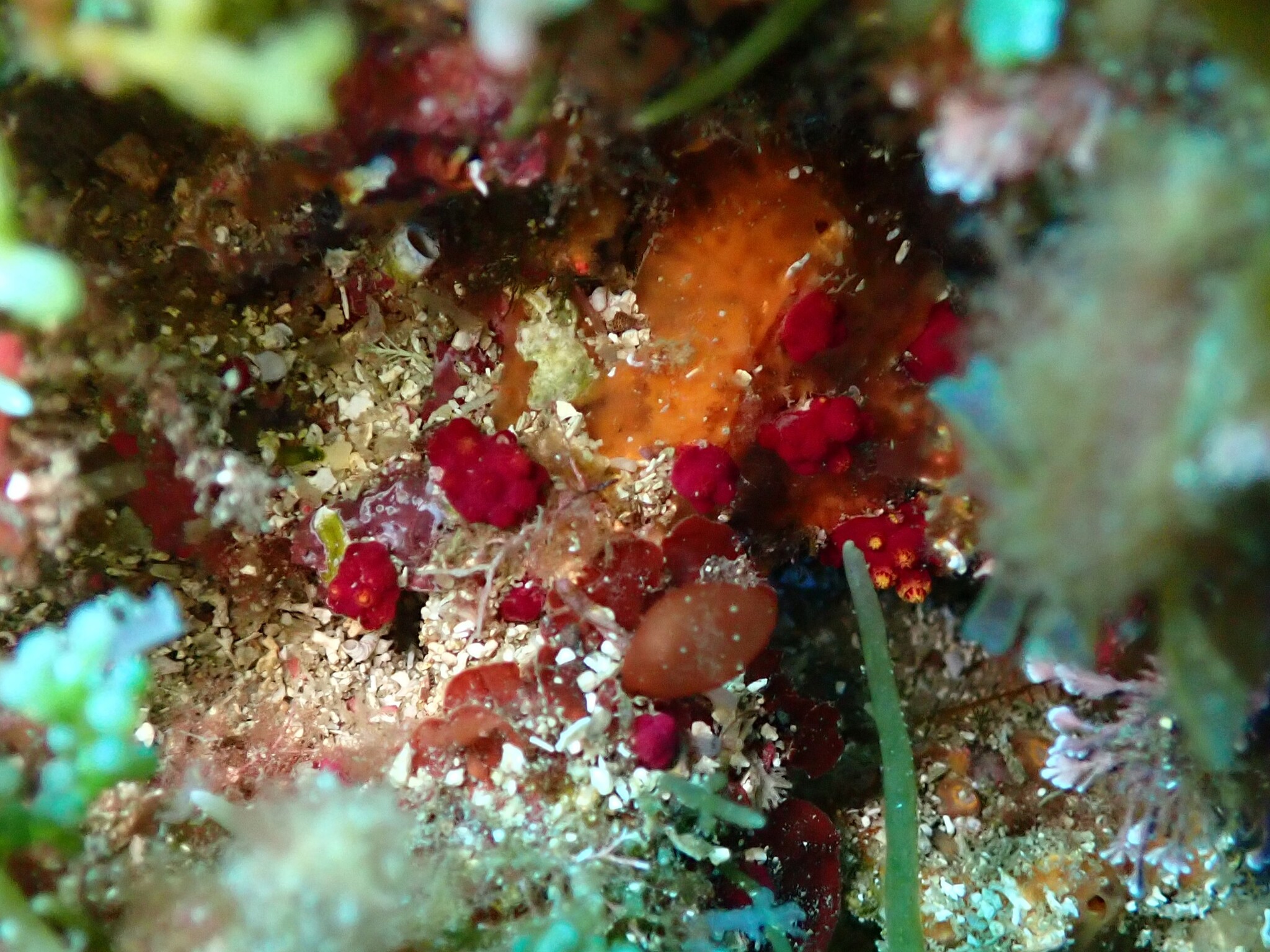 Alcyonium coralloides (Pallas, 1766)