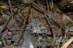 Dichromodes longidens