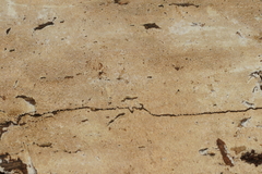 Hyphodontia arguta