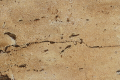 Hyphodontia arguta