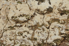 Inonotus glomeratus