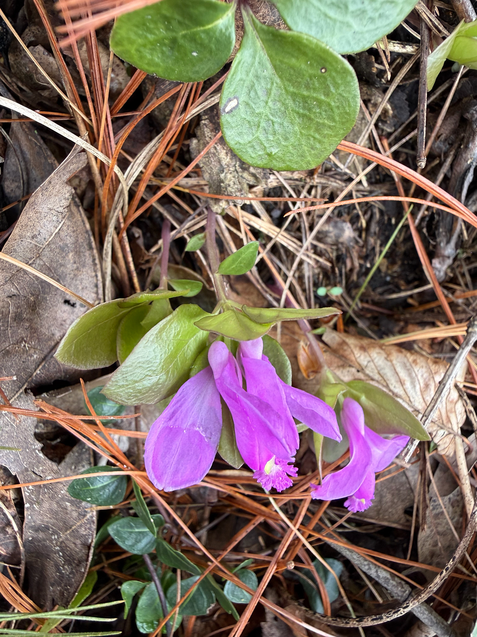 Imagem de Polygaloides paucifolia