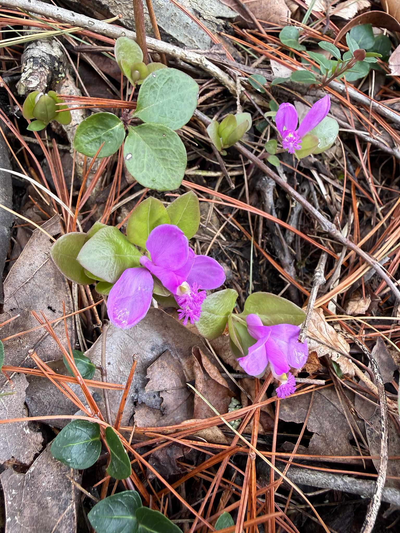 Imagem de Polygaloides paucifolia