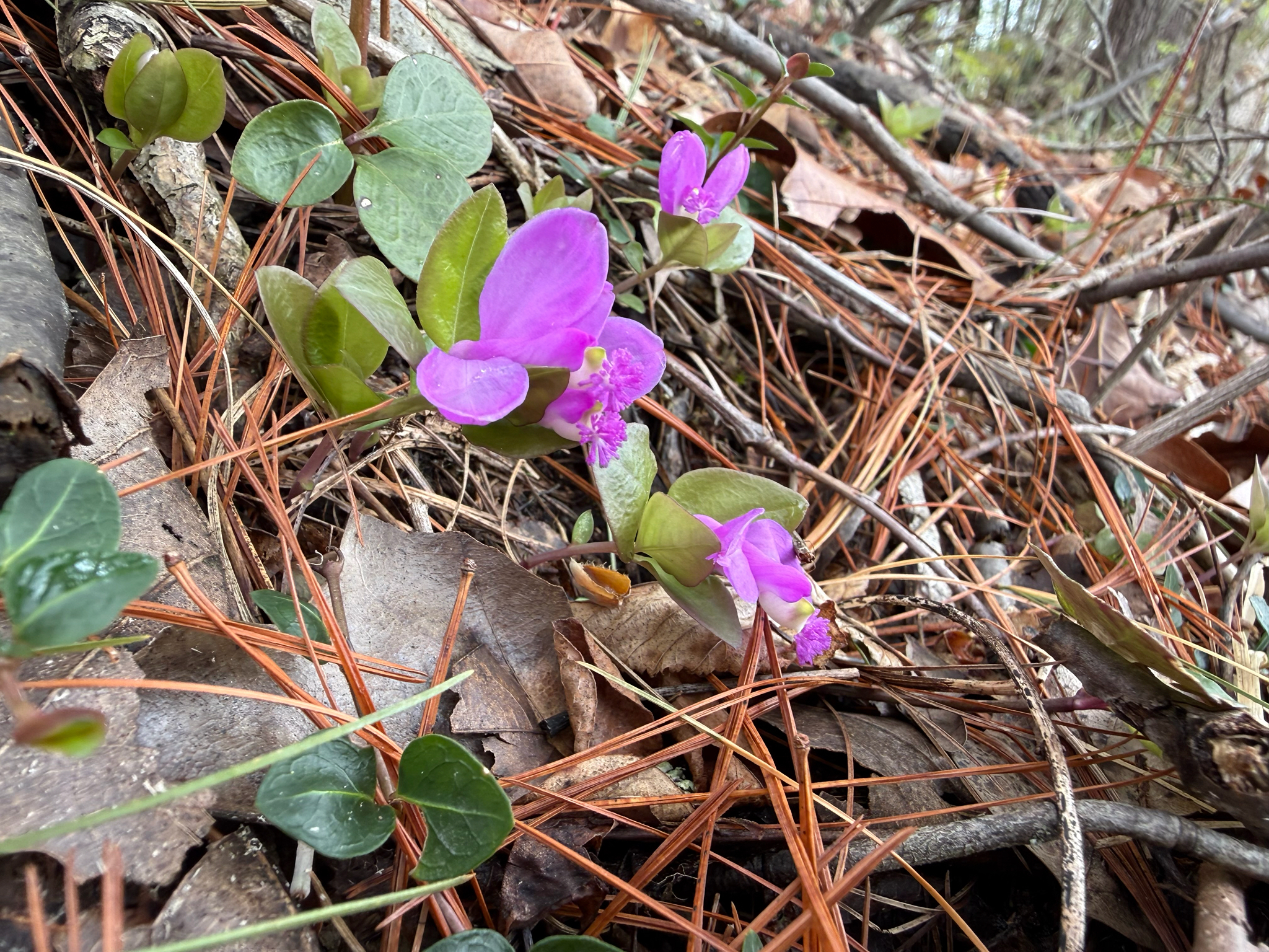 Imagem de Polygaloides paucifolia