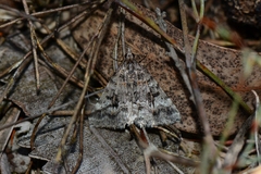 Dichromodes longidens
