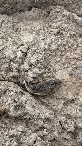 Torquigener flavimaculosus