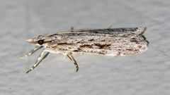 Scoparia plagiotis
