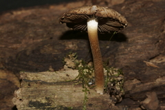 Cystoagaricus hirtosquamulosus
