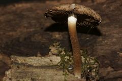 Cystoagaricus hirtosquamulosus