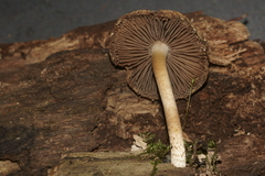 Cystoagaricus hirtosquamulosus