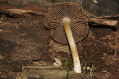 Cystoagaricus hirtosquamulosus