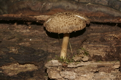 Cystoagaricus hirtosquamulosus