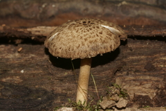 Cystoagaricus hirtosquamulosus