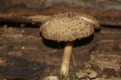 Cystoagaricus hirtosquamulosus