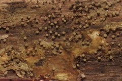 Cribraria piriformis