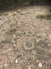 Muhlenbergia torreyi
