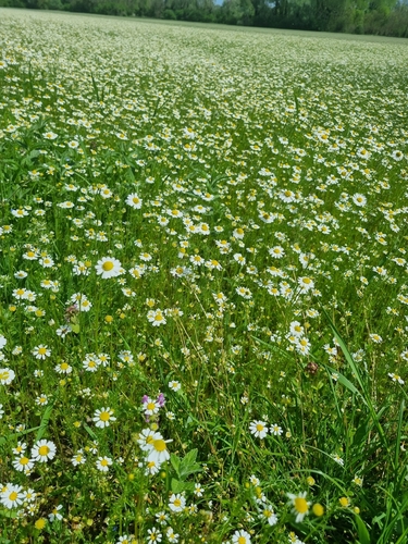 German Chamomile
