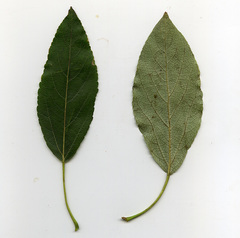 Populus laurifolia