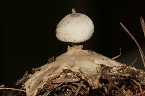 Beaked Earthstar