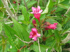 Weigela floribunda