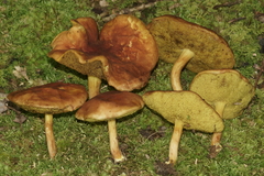 Xerocomus illudens