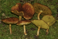 Xerocomus illudens