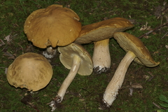 Boletus nobilis