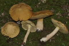 Boletus nobilis