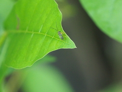 Eucharitidae