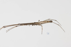 Tetragnatha valida