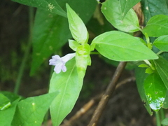 Ruellia repens