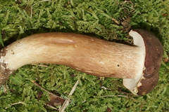 Xanthoconium affine reticulatum