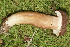 Xanthoconium affine reticulatum