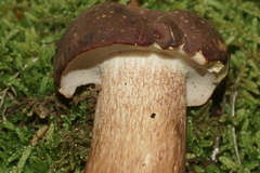 Xanthoconium affine reticulatum