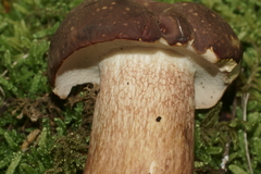 Xanthoconium affine reticulatum