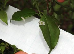 Ilex asprella