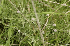 Calocephalus lacteus