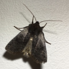 Conistra staudingeri