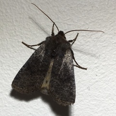 Conistra staudingeri