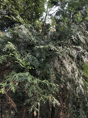 Calocedrus formosana