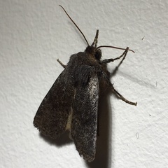 Conistra staudingeri